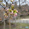 楊貴妃桜はあと少し