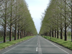 高島市 メタセコイア並木　春　芽吹き　4月中旬