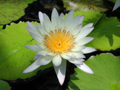 waterlily06