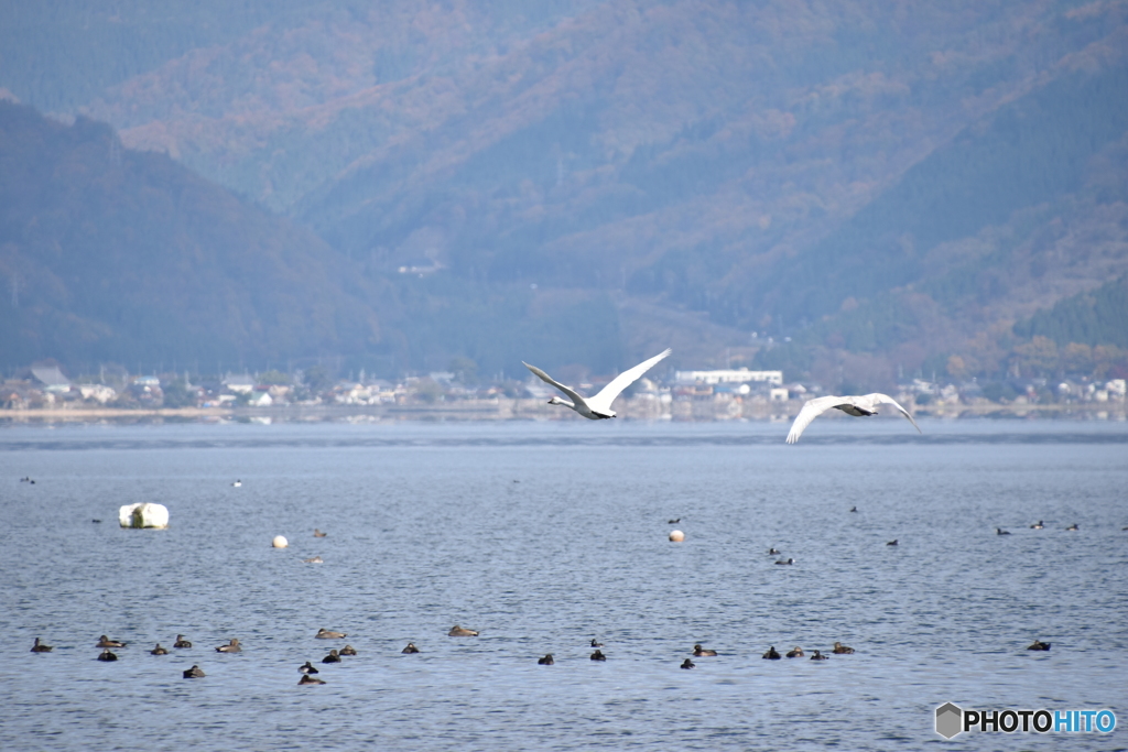2015.12.2琵琶湖にコハクチョウ飛来5