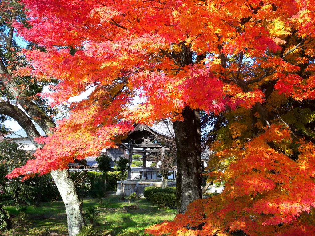 高島市 浄立寺　紅葉#2