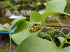 今日はここに
