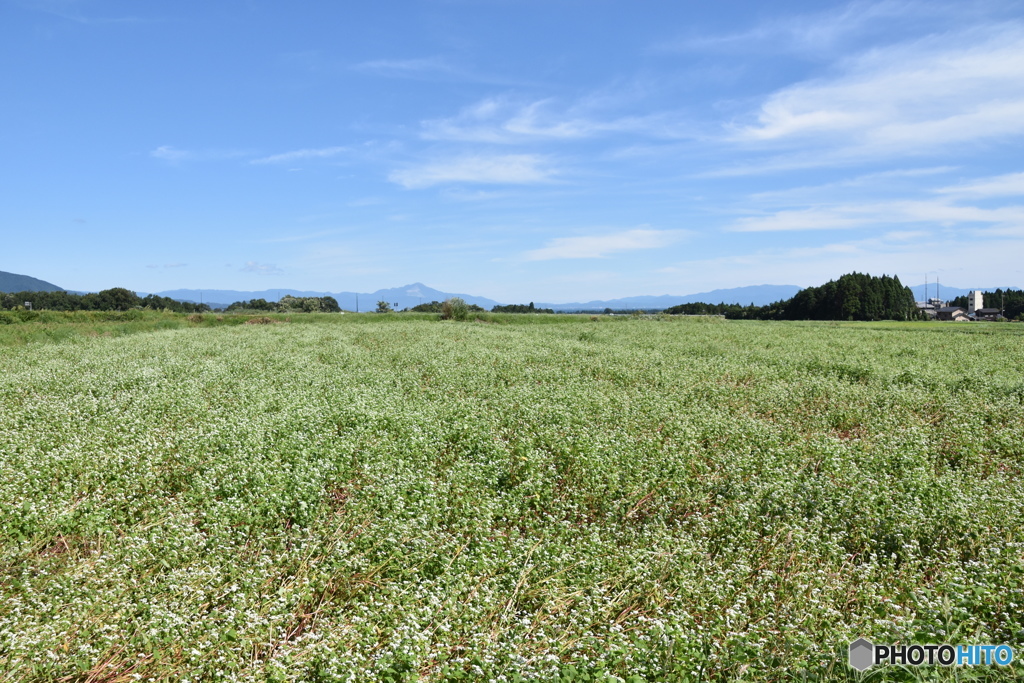 湖畔の散歩・ソバの花・伊吹山