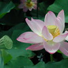 Lotus04