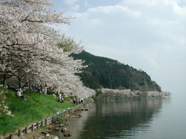 高島市 海津大崎