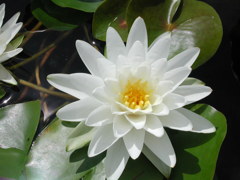 waterlily01