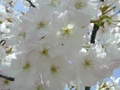 福井県若狭町　楊貴妃桜＃2