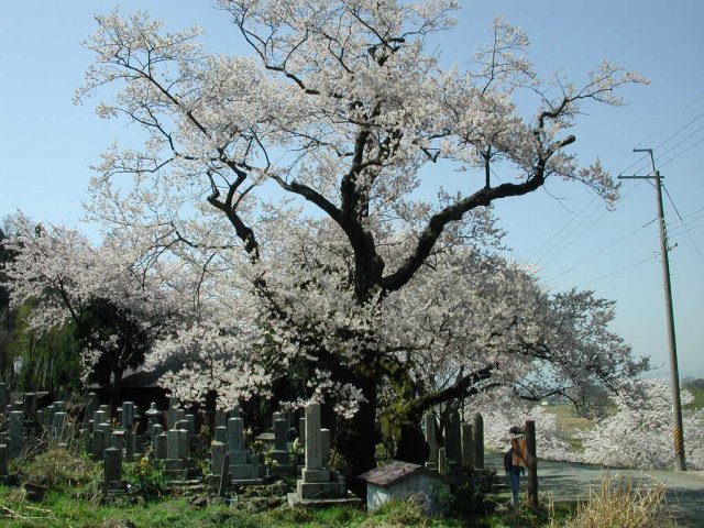 高島市 清水桜