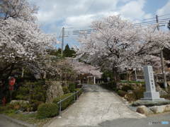 福井県若狭町　福乗寺　楊貴妃桜