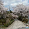 福井県若狭町　福乗寺　楊貴妃桜