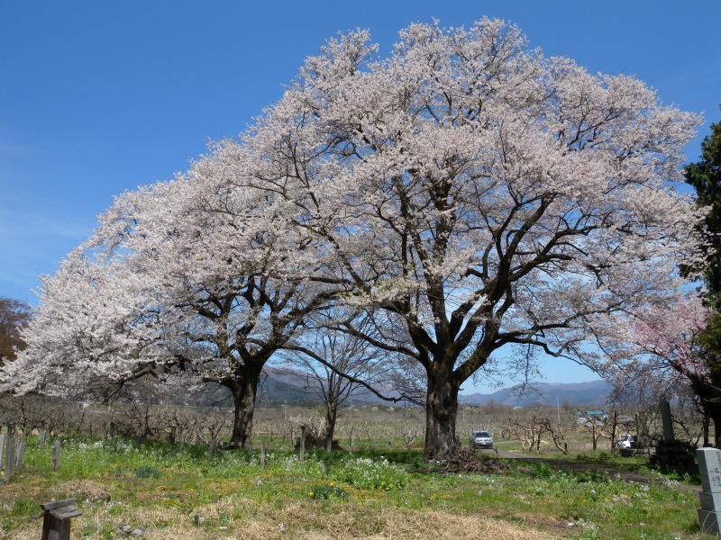 高島市　夫婦桜