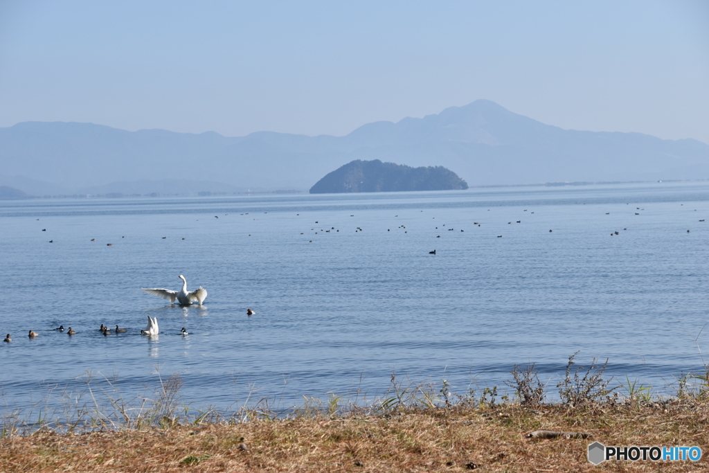 2015.12.2琵琶湖にコハクチョウ飛来3