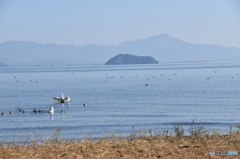 2015.12.2琵琶湖にコハクチョウ飛来3