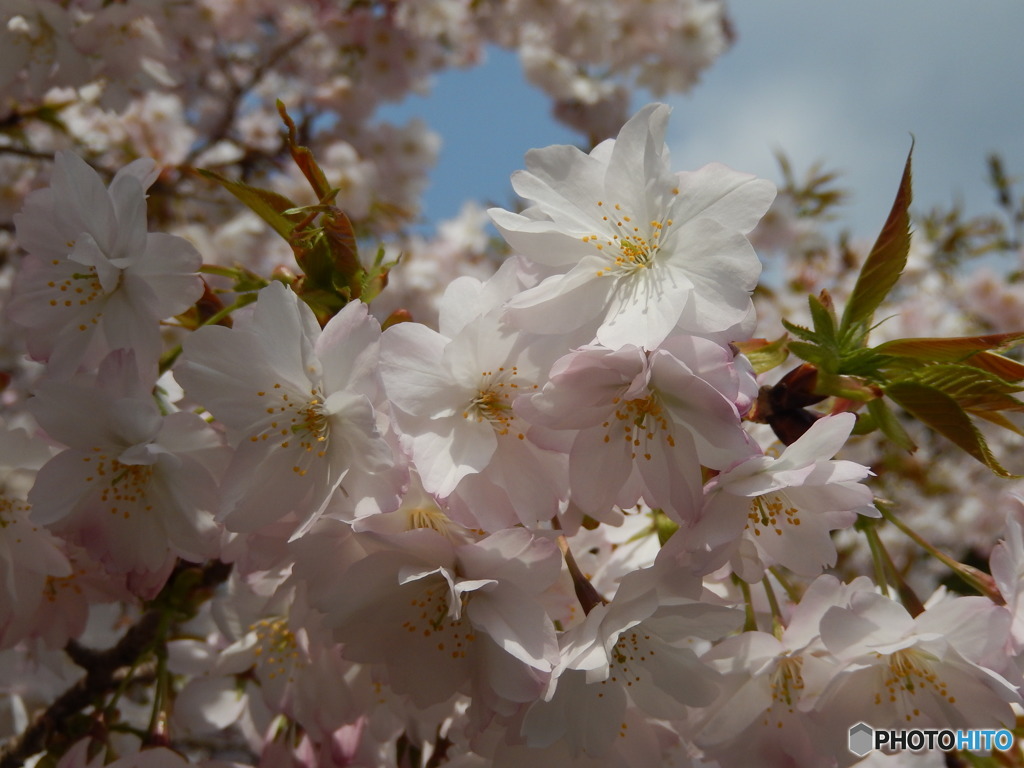 楊貴妃桜　八重咲き