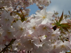 楊貴妃桜　八重咲き