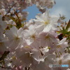 楊貴妃桜　八重咲き