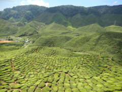 茶畑-Cameron Highlands