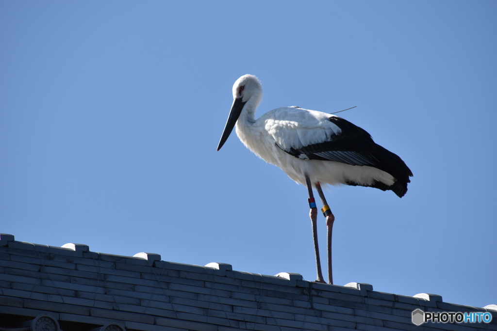 コウノトリ