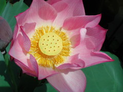 Lotus02