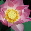 Lotus02