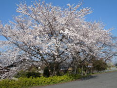 「浄立寺」の大木