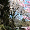 酒波寺の「行基桜」
