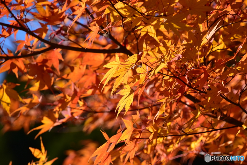 陽光の紅葉