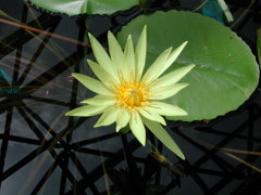 waterlily09