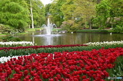 キュウケンホフ公園Keukenhof4