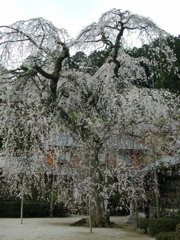 大津市北小松 徳勝寺