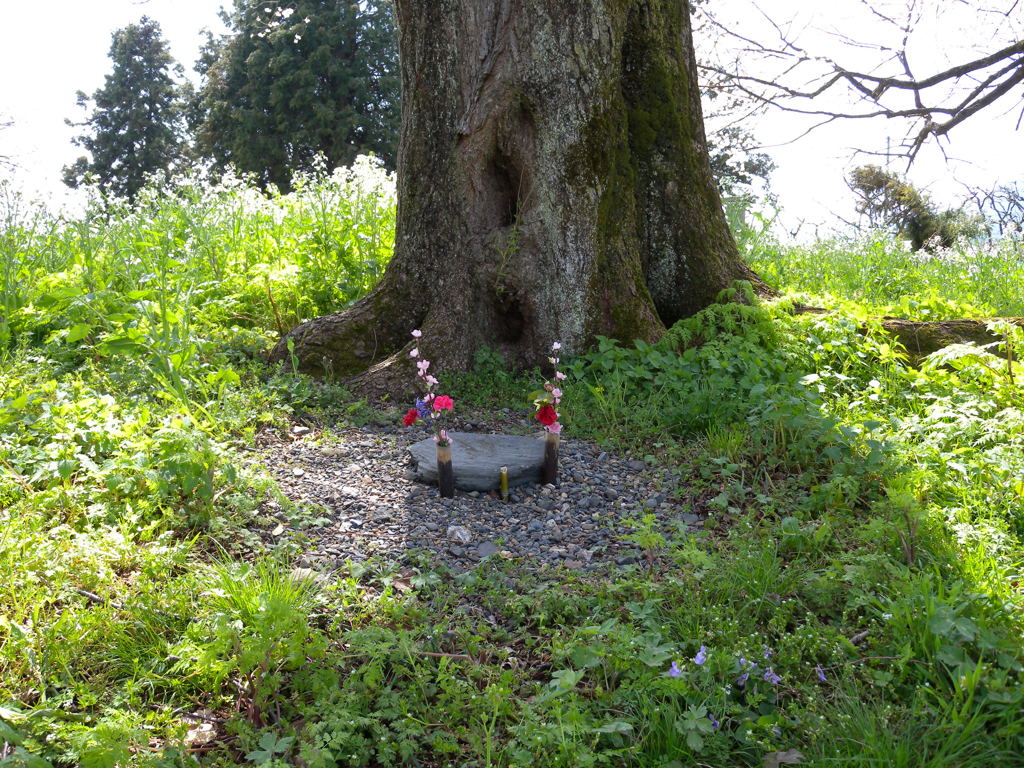 「夫婦桜」の足もと