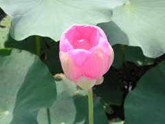 Lotus05