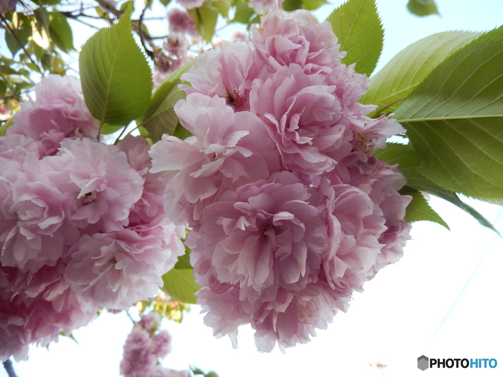 八重桜