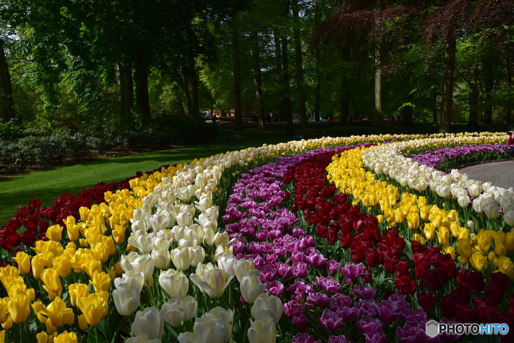 キュウケンホフ公園Keukenhof12