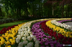 キュウケンホフ公園Keukenhof12