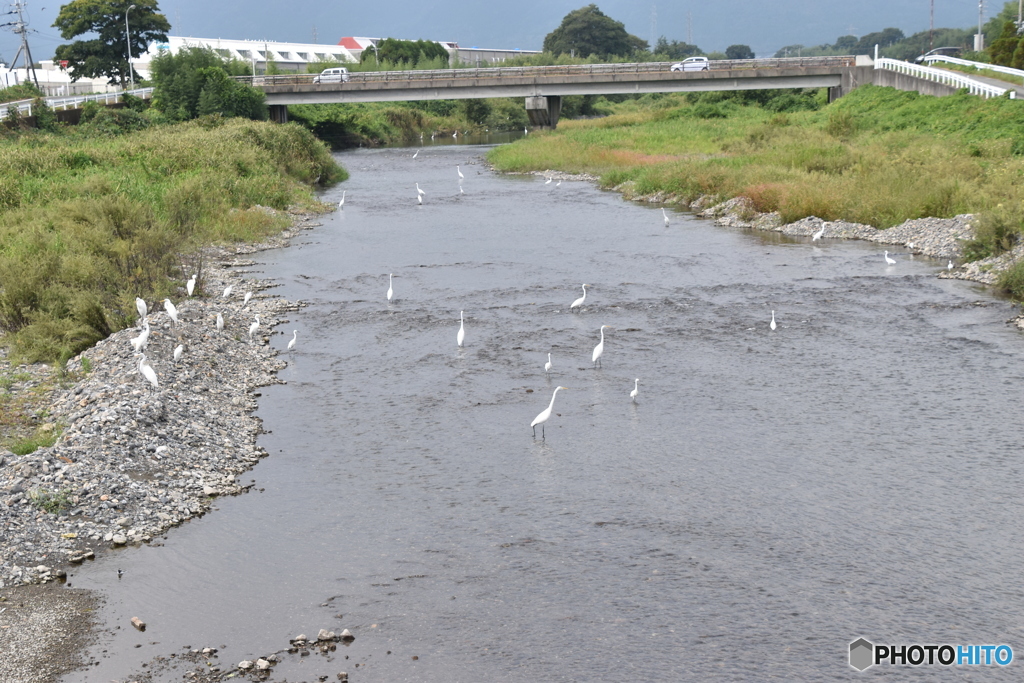 白鷺　餌場