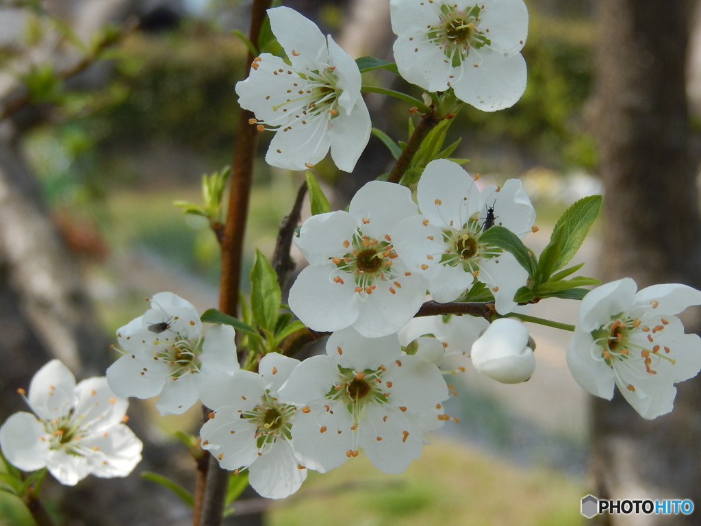 清々しい桜