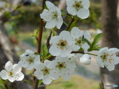 清々しい桜