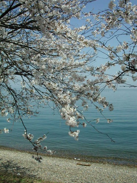 高島市 琵琶湖畔