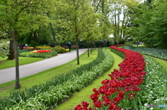 キュウケンホフ公園Keukenhof11