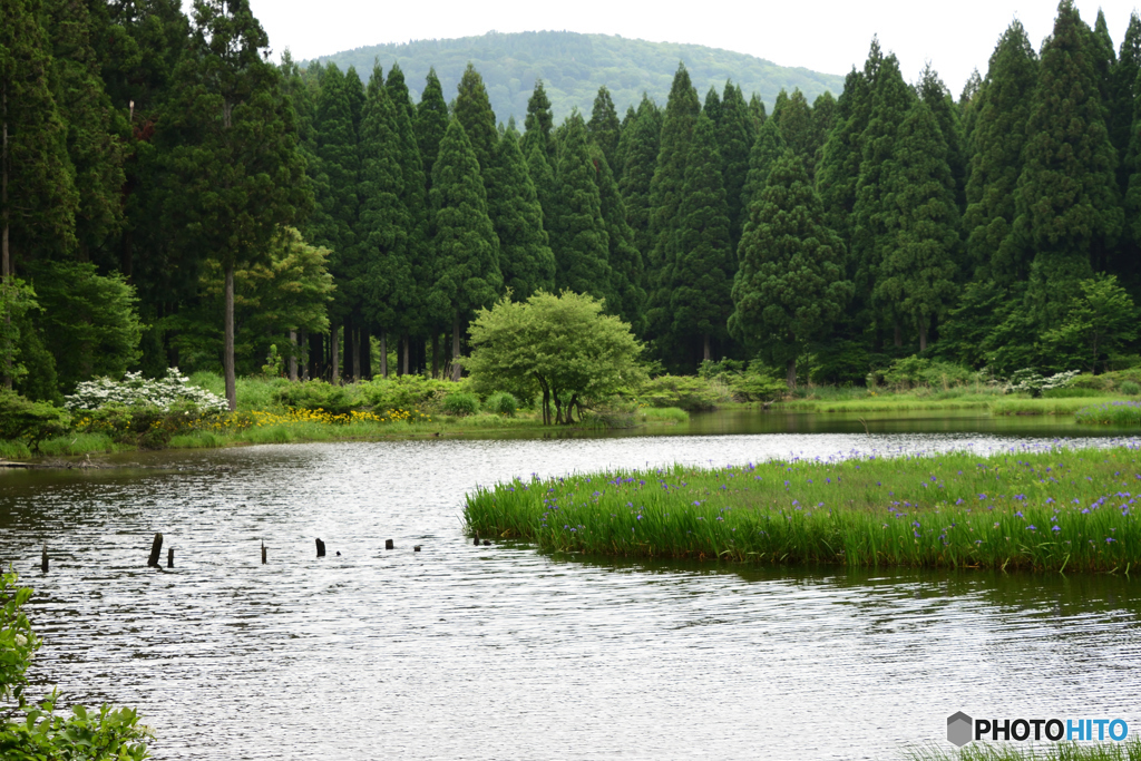 平池　カキツバタ　高原