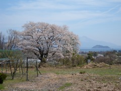 高島市　竹生の桜