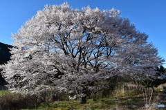 一本桜（無名）