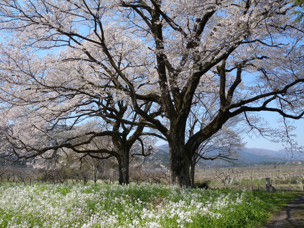 「夫婦桜」2