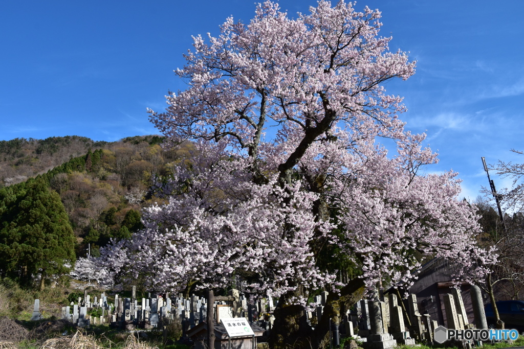 清水（しょうず）の桜