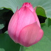 Lotus03