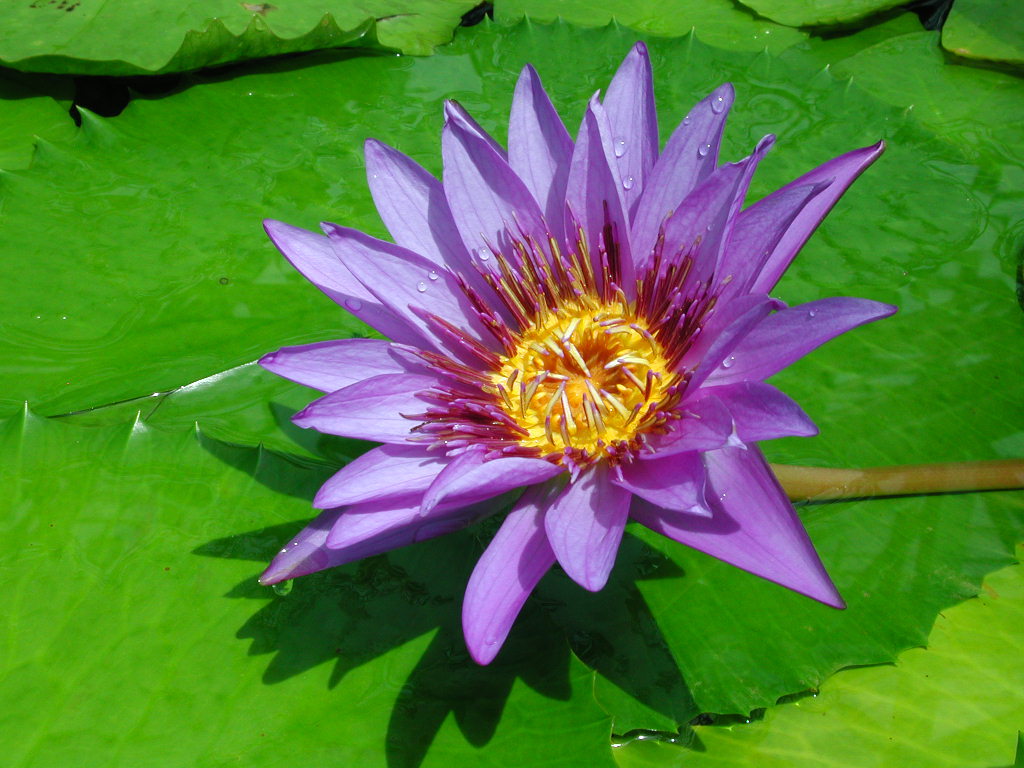 waterlily07