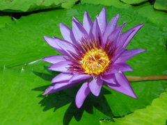 waterlily07