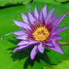 waterlily07