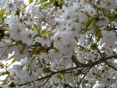 散り始めの楊貴妃桜